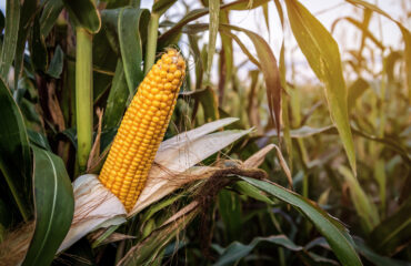 Ripe yellow corn cob on the field